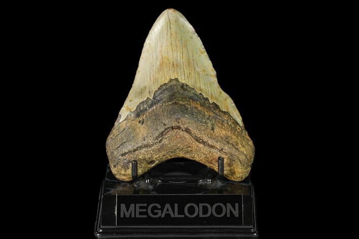 Fossil Megalodon Tooth - North Carolina #149421